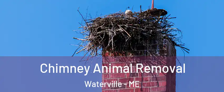 Chimney Animal Removal Waterville - ME